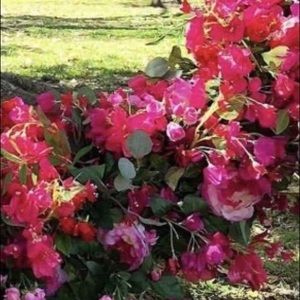 Meet your Posher, Nasrine